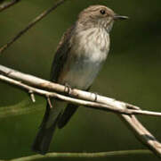 Spotted Flycatcher