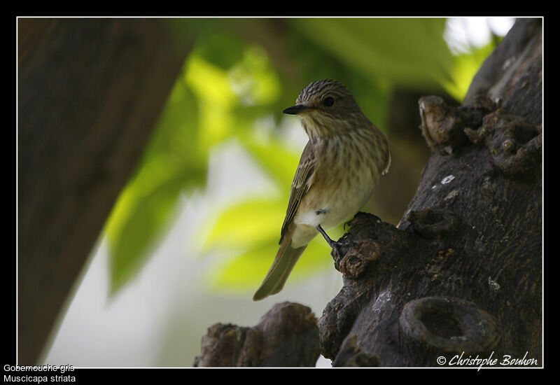 Spotted Flycatcher, identification