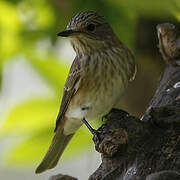 Spotted Flycatcher