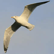 European Herring Gull