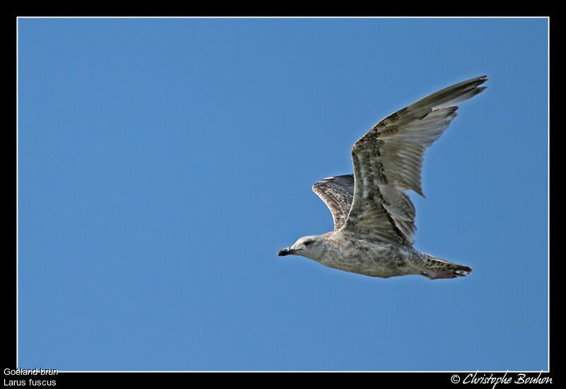 Lesser Black-backed Gull