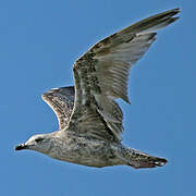 Lesser Black-backed Gull