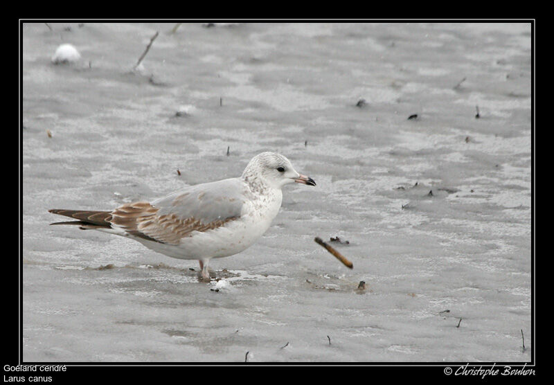 Mew Gull, identification