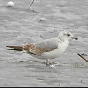 Common Gull