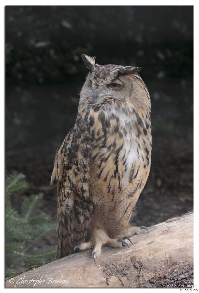 Eurasian Eagle-Owl, identification