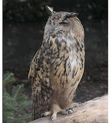 Eurasian Eagle-Owl