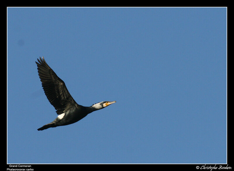 Great Cormorant