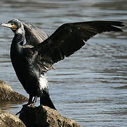 Great Cormorant