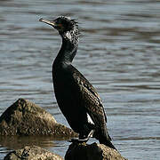 Great Cormorant