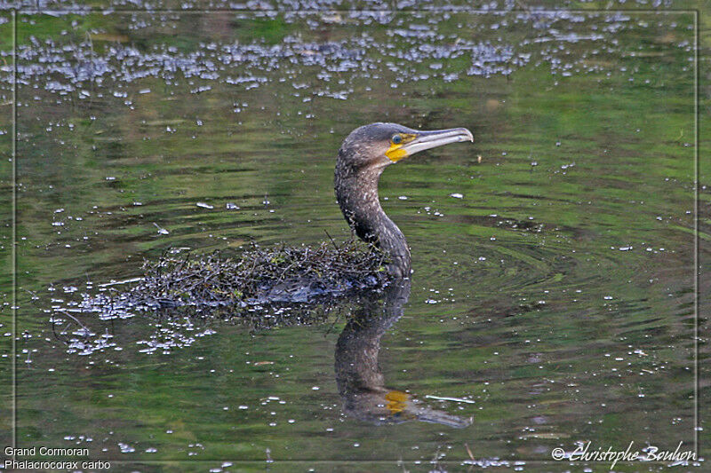 Great Cormorant