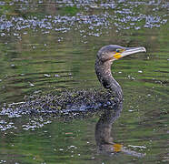 Great Cormorant