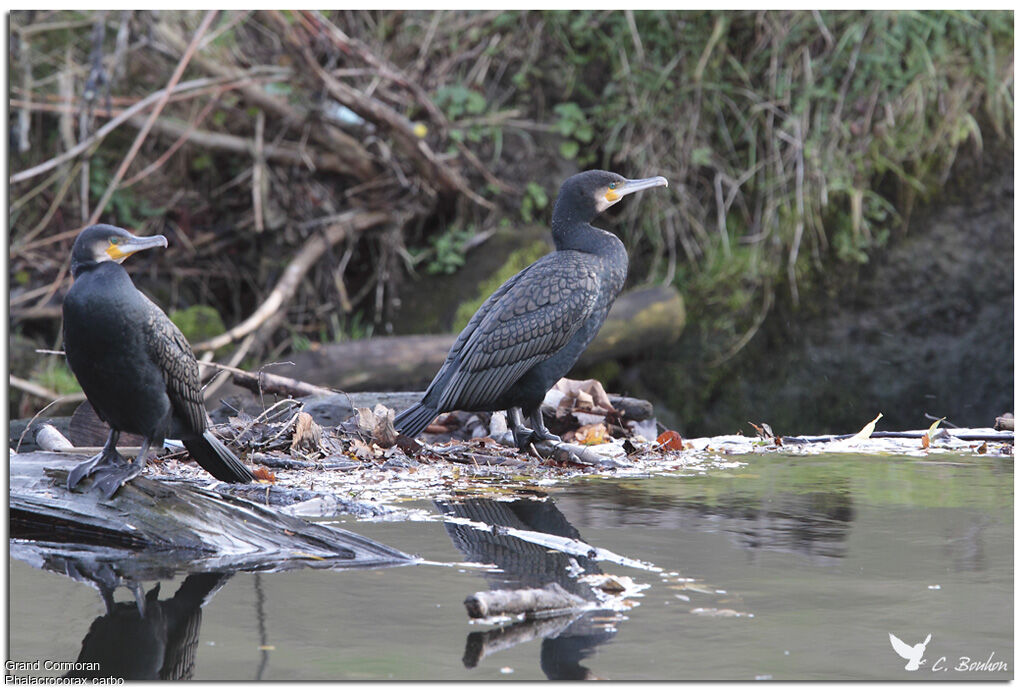 Grand Cormoran, identification