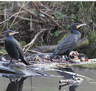 Great Cormorant