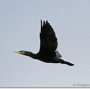 Great Cormorant