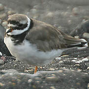 Common Ringed Plover