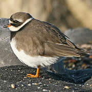 Common Ringed Plover