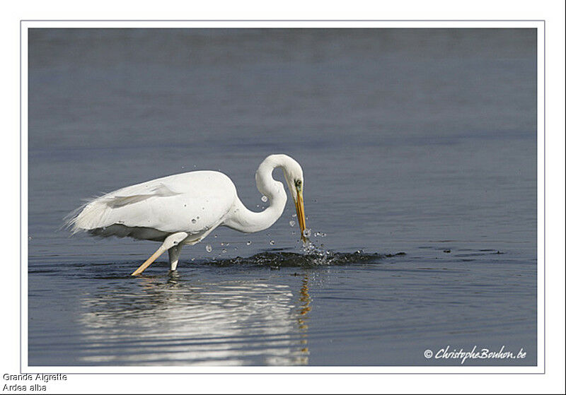 Grande Aigrette, identification