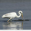 Grande Aigrette