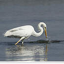 Grande Aigrette