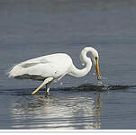 Grande Aigrette