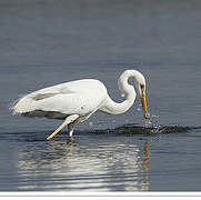 Grande Aigrette