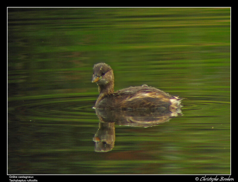 Little Grebe