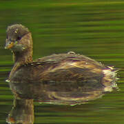 Little Grebe