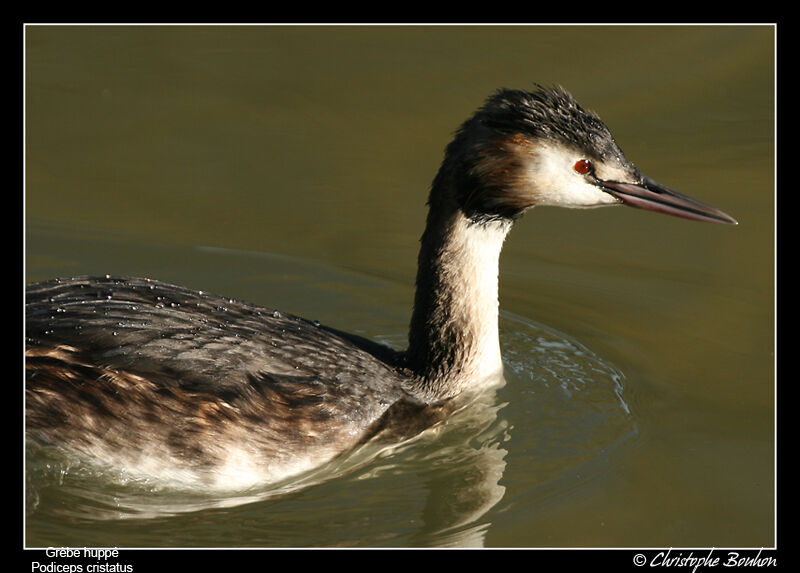 Great Crested Grebe male adult