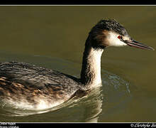 Great Crested Grebe