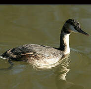 Great Crested Grebe