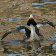 Great Crested Grebe