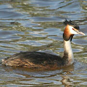 Great Crested Grebe