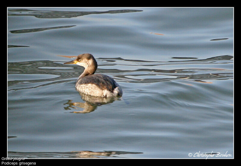 Grèbe jougris, identification