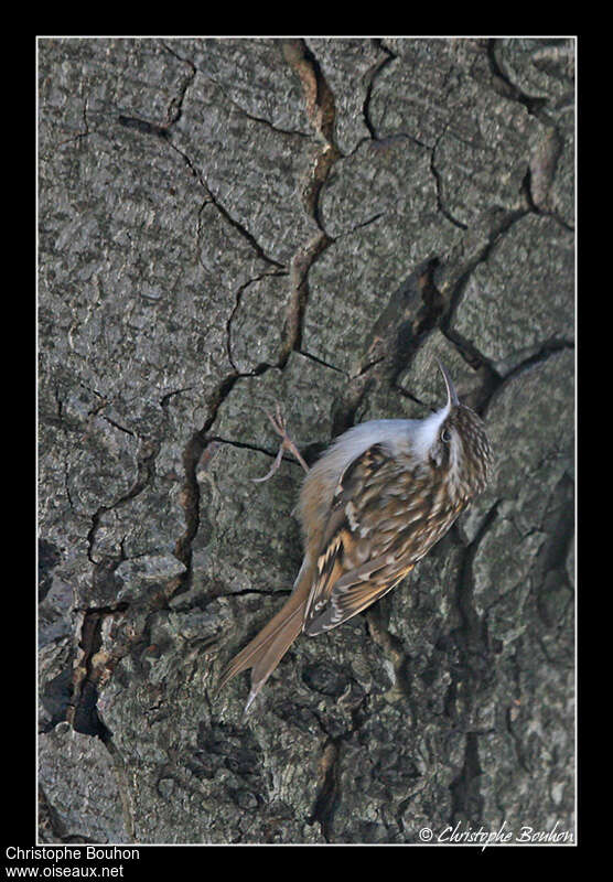 Short-toed Treecreeperadult, habitat, pigmentation, Behaviour