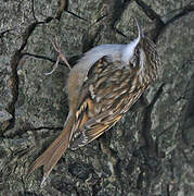 Short-toed Treecreeper