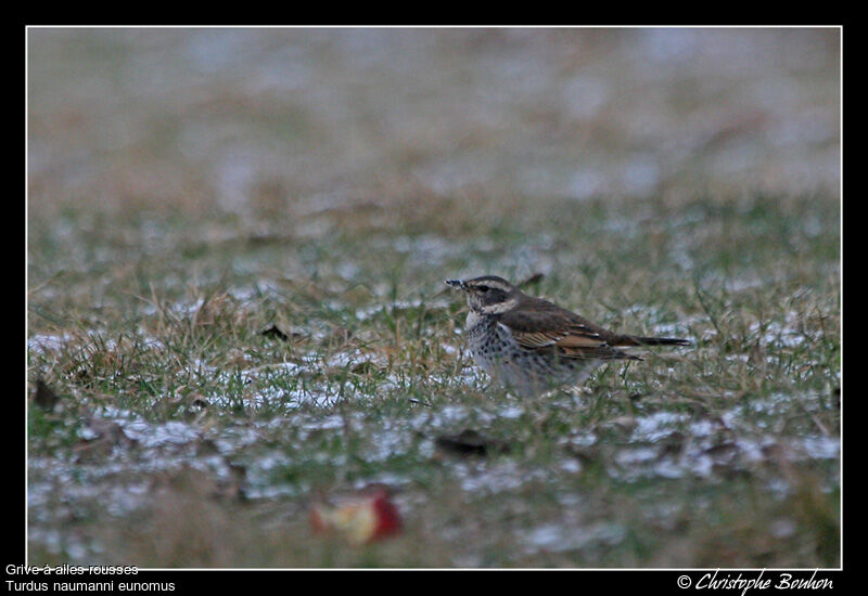 Grive à ailes rousses, identification