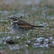 Dusky Thrush