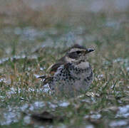 Dusky Thrush