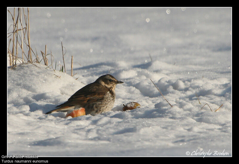 Grive à ailes rousses, identification