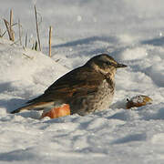 Dusky Thrush