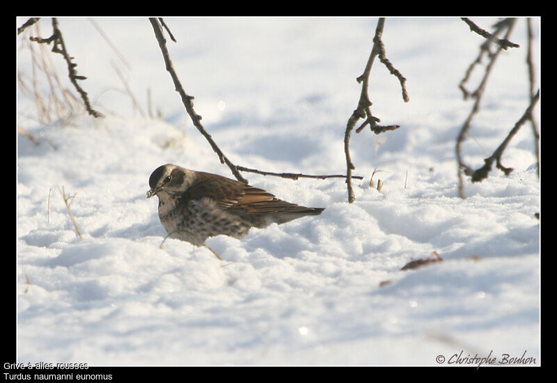 Dusky Thrush, identification