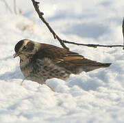 Dusky Thrush