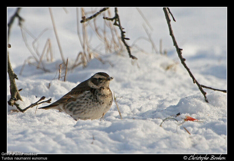 Grive à ailes rousses, identification