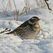 Dusky Thrush