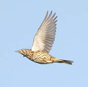 Mistle Thrush