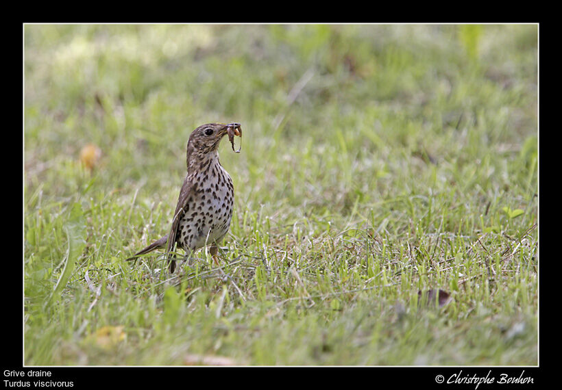 Mistle Thrush, identification, feeding habits