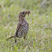 Mistle Thrush