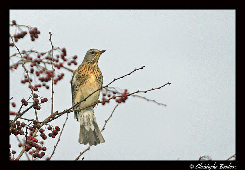 Fieldfare