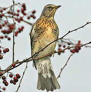 Fieldfare