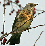 Fieldfare